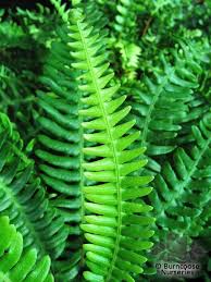 The best times to divide outdoor ferns are in the fall when they lose their leaves after the first hard frost or very early in the spring when they begin to send up new shoots. Hardy Ferns From Burncoose Nurseries