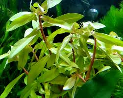 Image result for Nesaea