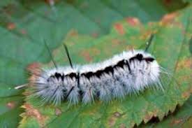 Free for commercial use no attribution required high quality images. Fuzzy Fall Visitors Caterpillars That Attract Attention And Could Cause Needless Concern Gardening In Michigan