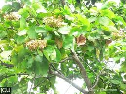 Image result for Gunillaea emirnensis