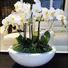 1.artificial real touch orchid flower branches, 3d printed orchid flower petal, looks like real butterfly flower, vivid and natural. Https Encrypted Tbn0 Gstatic Com Images Q Tbn And9gctvr Lkv1f1igztenitrjollddef7fywaouhd4mme0 Usqp Cau