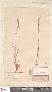 Image result for Triaspis hypericoides