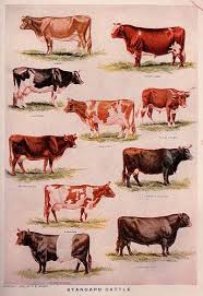 Black And White Cow Breeds Uk Cows Cow Cattle Raising Cattle