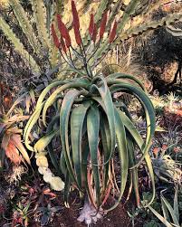 Image result for Aloe excelsa