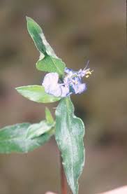 Image result for Commelina zambesica