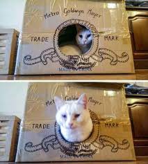 Ridiculous Animal Picdump Of The Day 213 28 Pics Ridiculouspics Funny Animal Pictures Funny Cats And Dogs Funny Animals