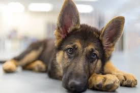 Are your puppies crate trained? German Shepherds What To Know Before Adopting One Aspca Pet Health Insurance