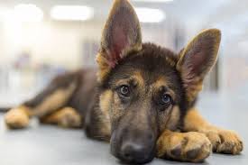 I adopted her from a dog kennel in little falls nj. German Shepherds What To Know Before Adopting One Aspca Pet Health Insurance