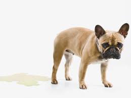 We did not find results for: Urinary Tract Infections In Dogs