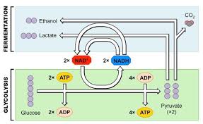 Maybe you would like to learn more about one of these? 2 8 Cell Respiration Flashcards Quizlet