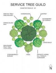 Contact us today to turn your yard into a spectacular attraction! Plant Guilds Midwest Permaculture Permaculture Permaculture Design Tree Service