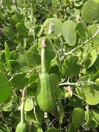 Image result for Capparis cartilaginea