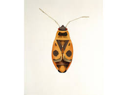 We did not find results for: Chernobyl S Bugs The Art And Science Of Life After Nuclear Fallout Arts Culture Smithsonian Magazine