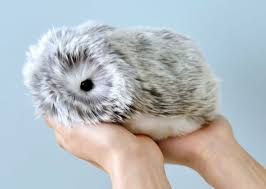 Jennifer lawrence nue red sparrow she was dressed in black