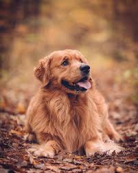 Determine Even More Details On Golden Pups Visit Our Internet Site Goldenpups Dogs Dogs Golden Retriever Cute Animals