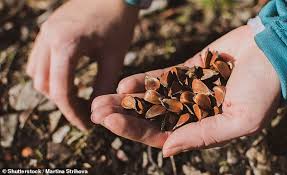 Aug 07, 2020 · many online us sites as well as street shops sell seeds originating from china with numerous seed packets on display at discount stores. Hundreds Of British Gardeners Receive Unsolicited Deliveries Of Garden Seeds Sent From China Daily Mail Online