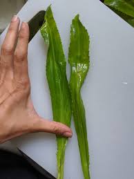 Add or remove peppers as needed for your taste. Am What I Eat Puerto Rican Sofrito Am What I Eat Puerto Rican Sofrito