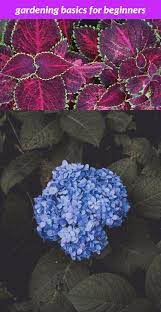 Gardening Basics For Beginners 105 20180915175148 53 Garden Magazine Subscription Uk Printable Quiz Japanese Garden Plants Garden Tools Growing Vegetables