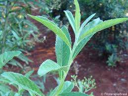 Image result for Vernonanthura polyanthes