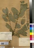 Image result for Strombosiopsis