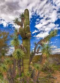 After a saguaro flower has been the saguaro cactus can soak up to 200 gallons of water when it is available and it can make this thank you both on the flower photo and on the info. Joshua Tree Saguaro Saguaro Desert Plants Sonoran Desert