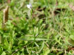 Image result for Anticharis senegalensis