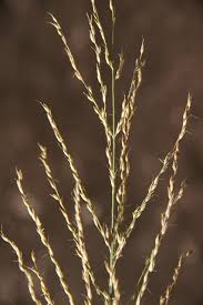 Image result for Arundinella nepalensis