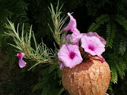 Image result for Ipomoea welwitschii