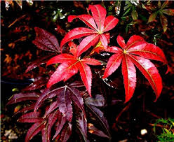 Displays most intense color in full sun exposure. Acer Palmatum Emperor 1 Acer Palmatum Emperor I Acer Palmatum Red Emperor Acer Palmatum Wolff Plant Lust