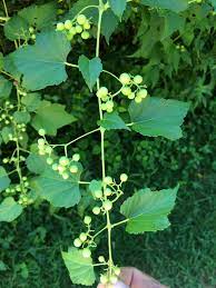 We did not find results for: What Is This Vine 272102 Ask Extension