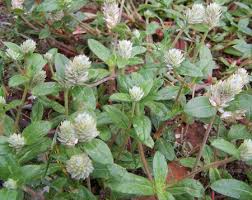 Image result for Amaranthaceae