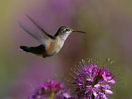 Check spelling or type a new query. Birds Hummingbirds Purple Flowers Wallpapers Hd Desktop And Mobile Backgrounds