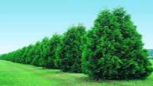 Image result for evergreen trees