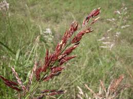 Image result for Sorghum halepense