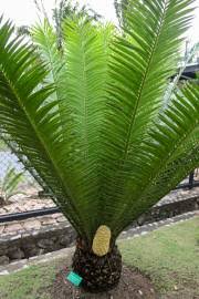 Image result for Encephalartos villosus