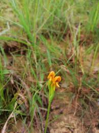 Image result for Platycoryne