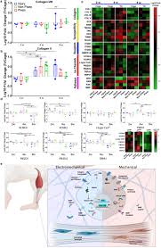 A snapping sound may be heard as the tendon breaks and walking becomes difficult. Self Powered Piezo Bioelectronic Device Mediates Tendon Repair Through Modulation Of Mechanosensitive Ion Channels Biorxiv