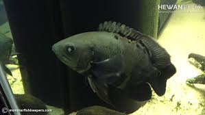 We did not find results for: Cara Mengobati Penyakit Mata Putih Pada Ikan Hewanpedia