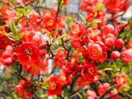 Prune to shape as needed in spring after flowering to stimulate growth of flowering spurs which will improve bloom for. Japanese Flowering Quince Shrubs Tips On Growing Japanese Flowering Quince