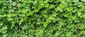 Image result for Delairea odorata