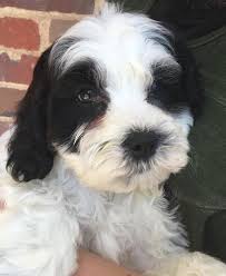 When you're looking for the best cavachon puppies for sale, come to prairie hill puppies. Cavachon Puppy For Sale Adoption Rescue For Sale In Westminster South Carolina Classified Americanlisted Com