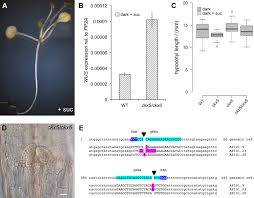 Maybe you would like to learn more about one of these? Integration Of Light And Metabolic Signals For Stem Cell Activation At The Shoot Apical Meristem Elife