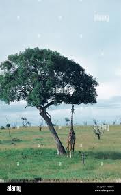 Image result for Brachystegia manga