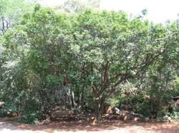 Image result for Trichilia capitata