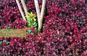 Image result for Iresine lindenii