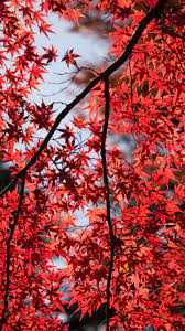 Our community of professional photographers have contributed thousands of beautiful images, and all of. Red Maple Tree Leaves 4k Ultra Hd Mobile Wallpaper