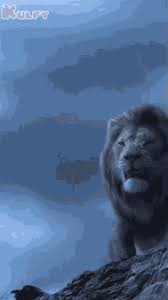 All credits go to mgm studios. Lion Roaring Gifs Tenor