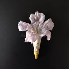 Image result for Stereospermum kunthianum