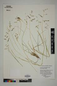 Image result for Eragrostis echinochloidea