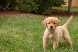 Puppy socialization is, at its core, teaching your puppy during their critical learning weeks that the world is a safe and fun place. Training Your Puppy Not To Be Afraid